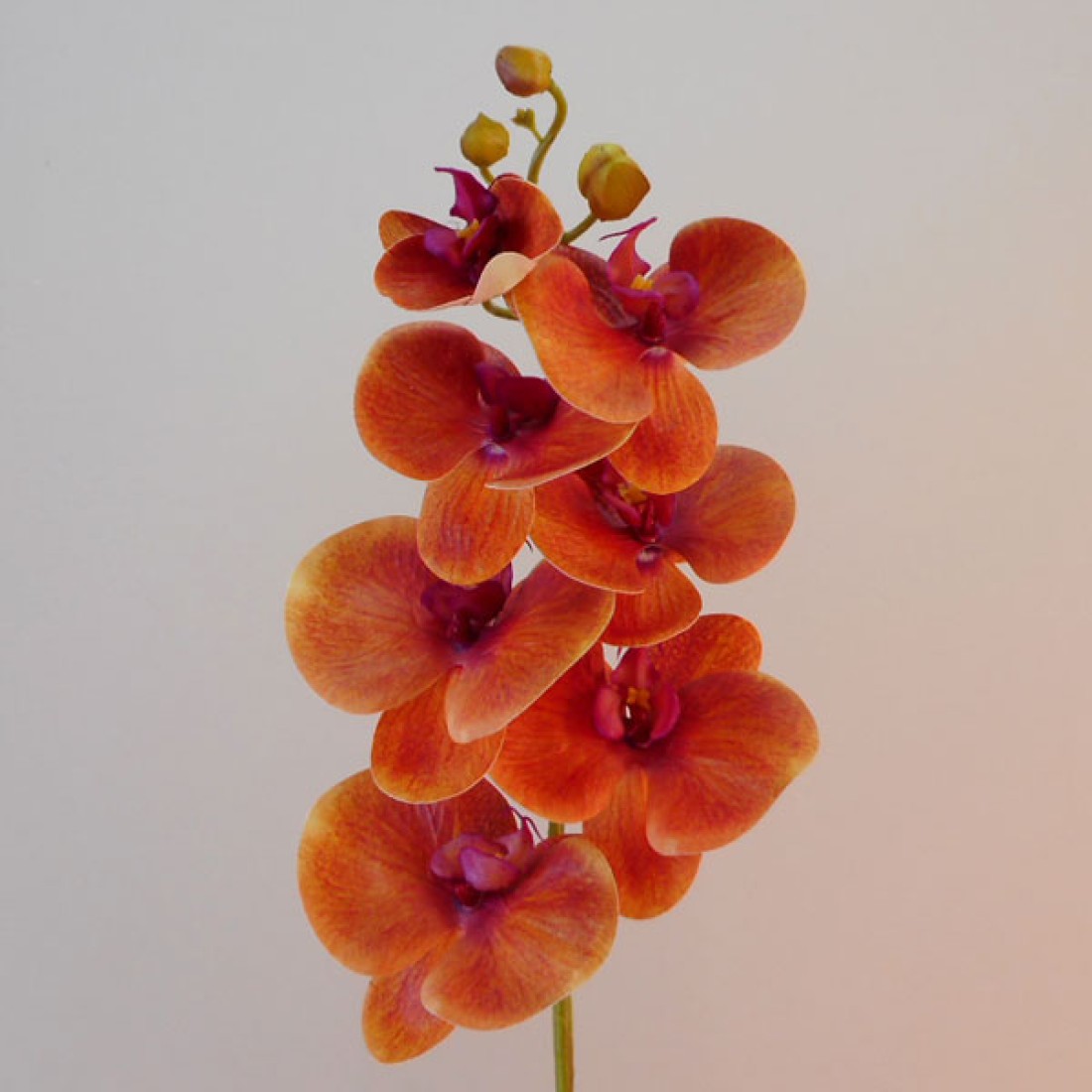 Artificial Phalaenopsis Orchid Tropical Orange 78cm Artificial Flowers